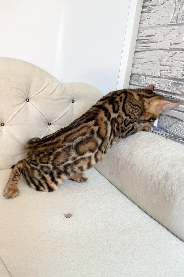 Monica | Bengal Kitten