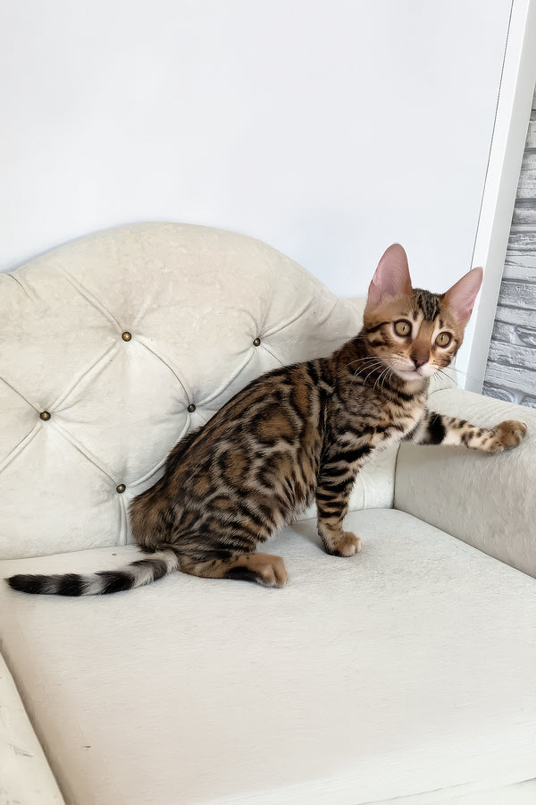 Monica | Bengal Kitten