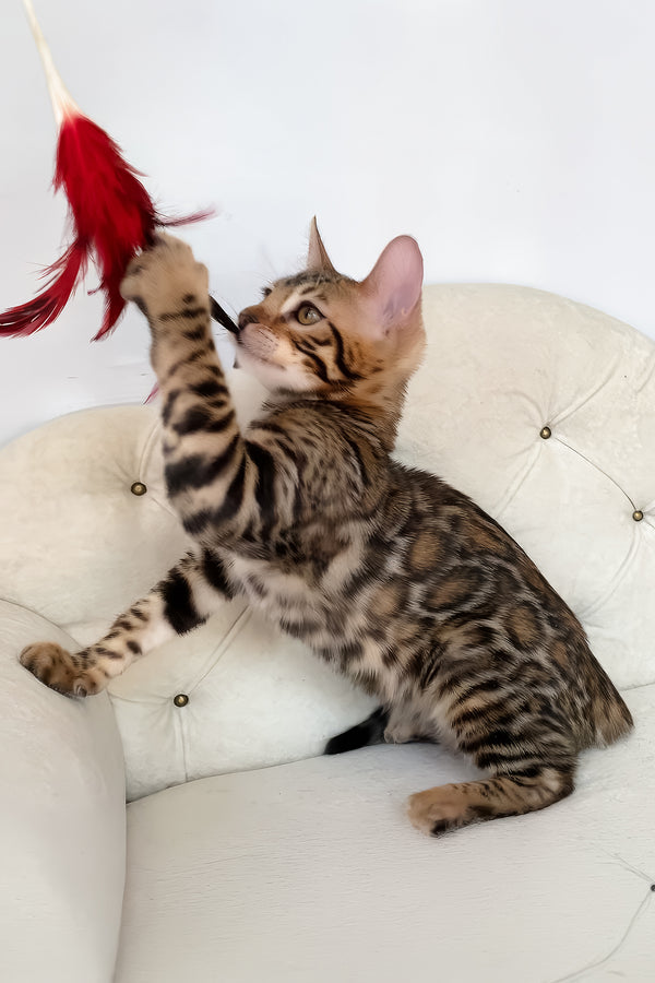 Monica | Bengal Kitten