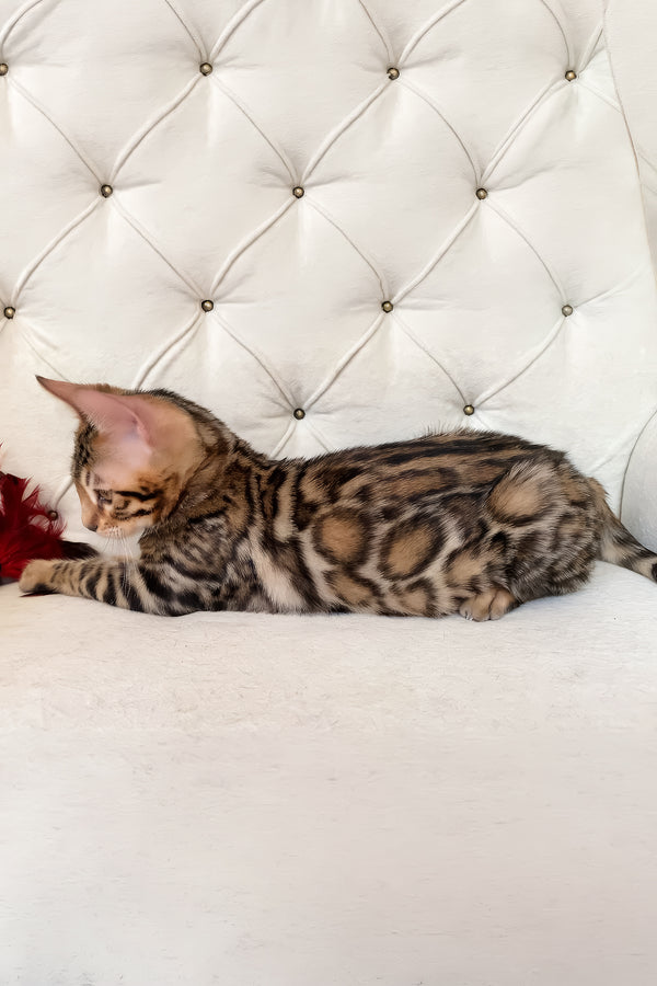 Monica | Bengal Kitten