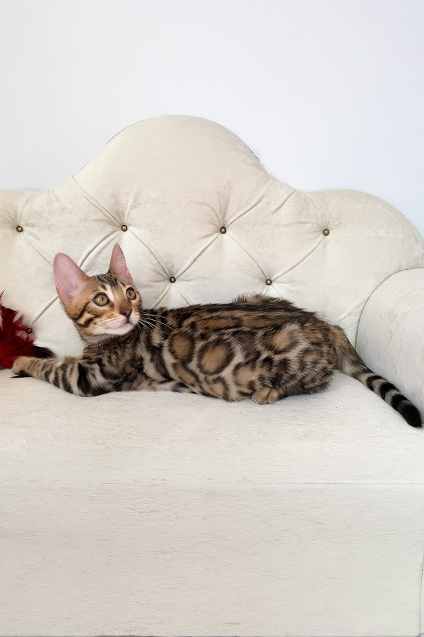 Monica | Bengal Kitten