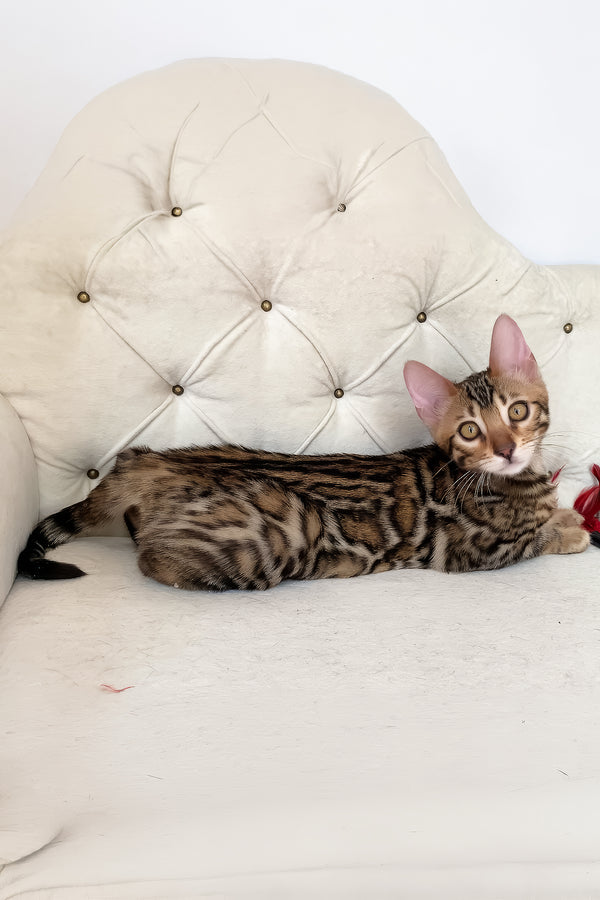 Monica | Bengal Kitten