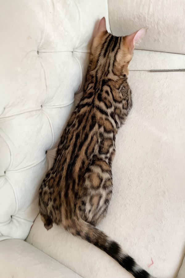 Monica | Bengal Kitten