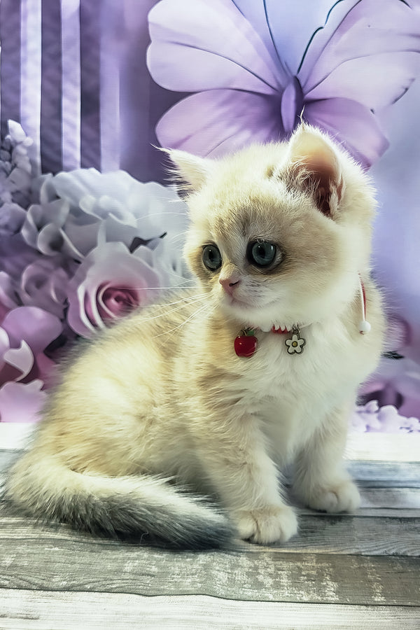 Monika | British Shorthair Kitten
