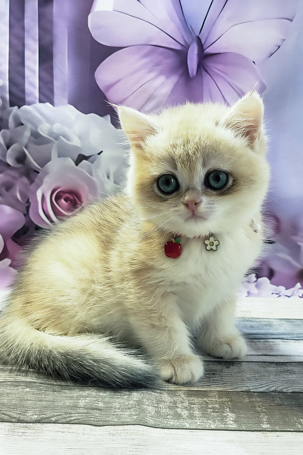 Monika | British Shorthair Kitten