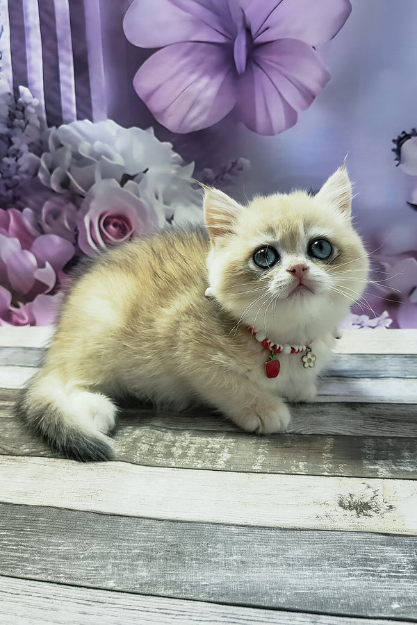 Monika | British Shorthair Kitten