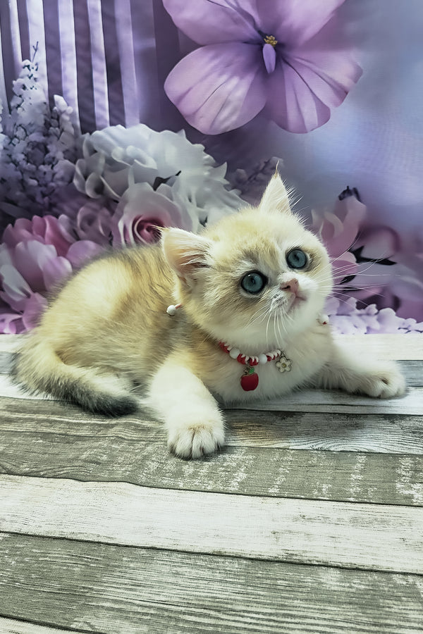 Monika | British Shorthair Kitten