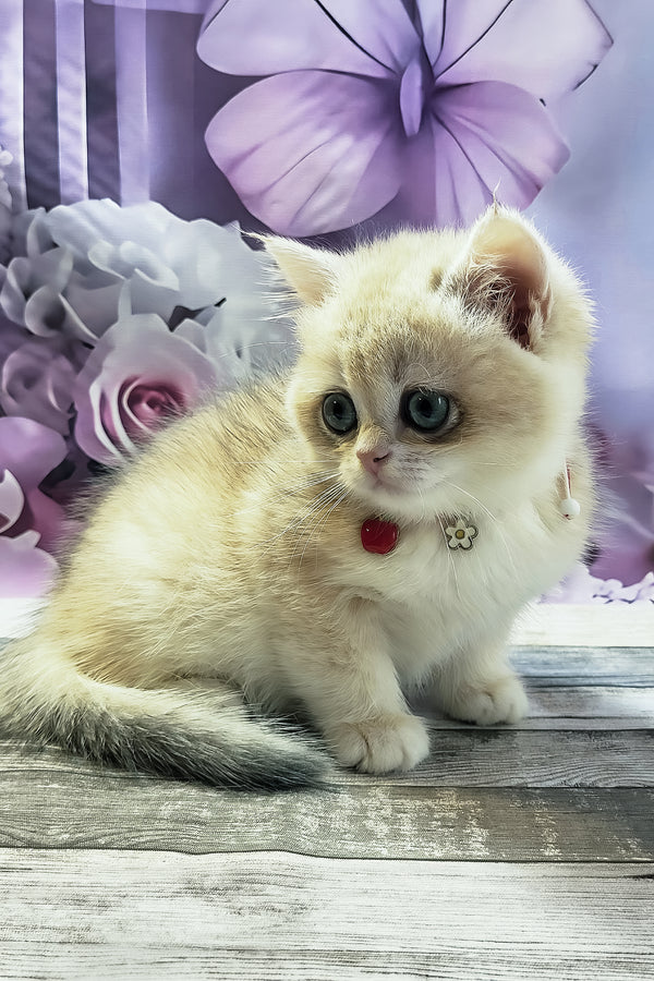 Monika | British Shorthair Kitten
