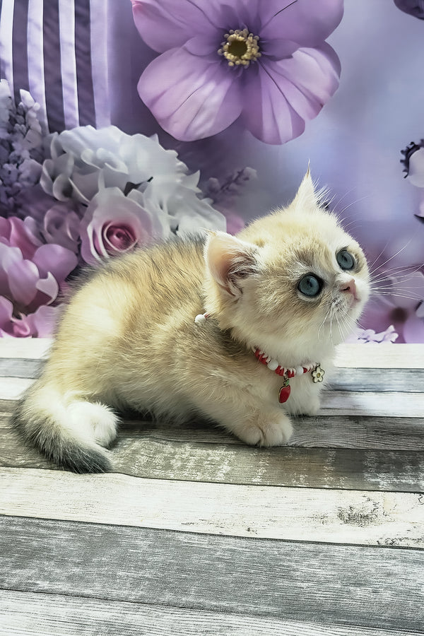 Monika | British Shorthair Kitten