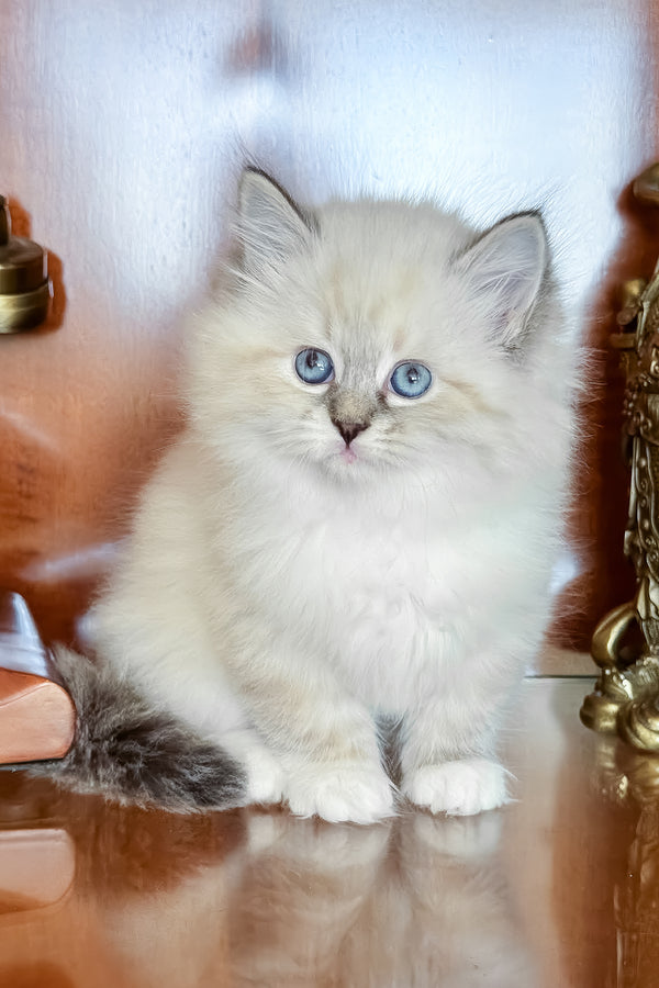 Moroshka | Siberian Kitten