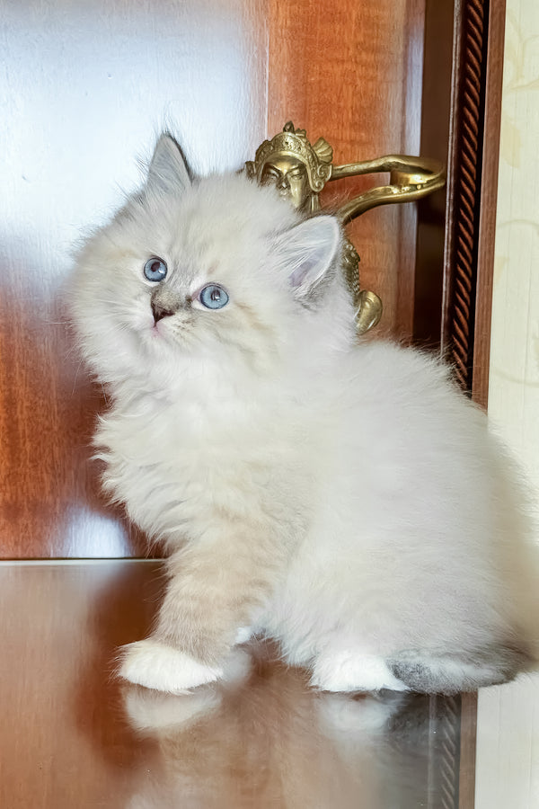 Moroshka | Siberian Kitten