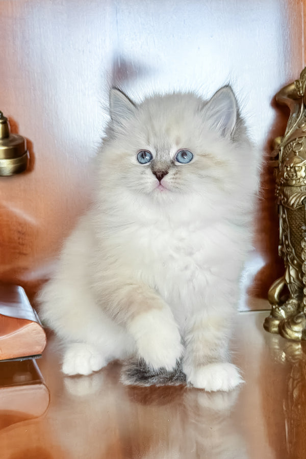 Moroshka | Siberian Kitten