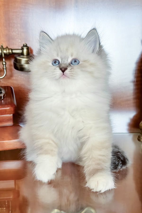 Moroshka | Siberian Kitten