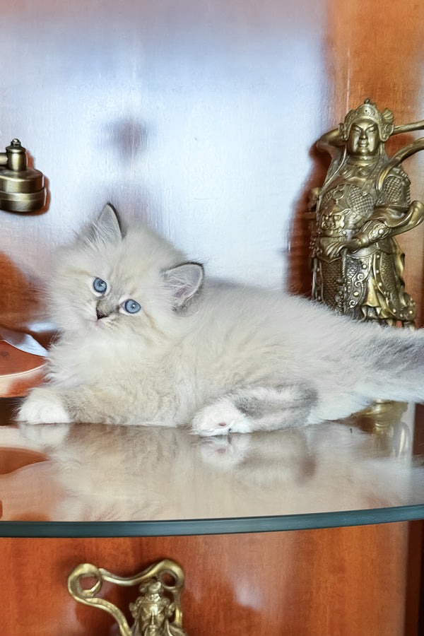 Moroshka | Siberian Kitten