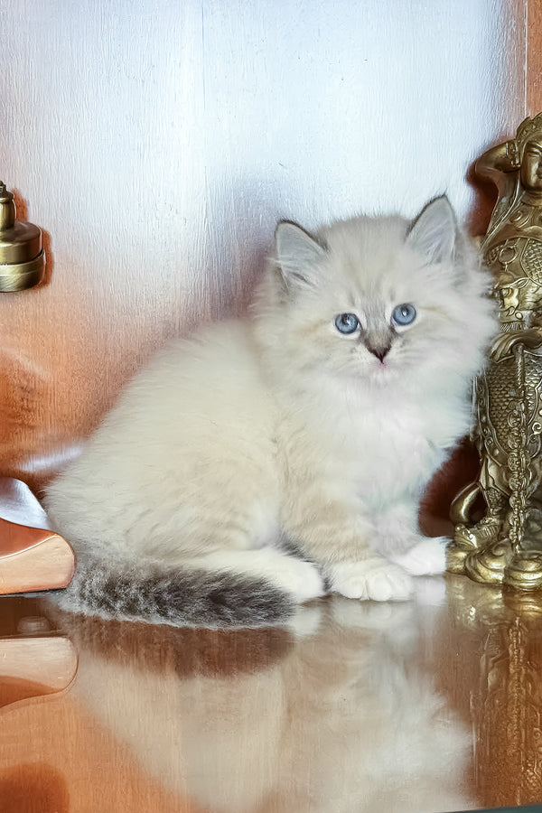 Moroshka | Siberian Kitten