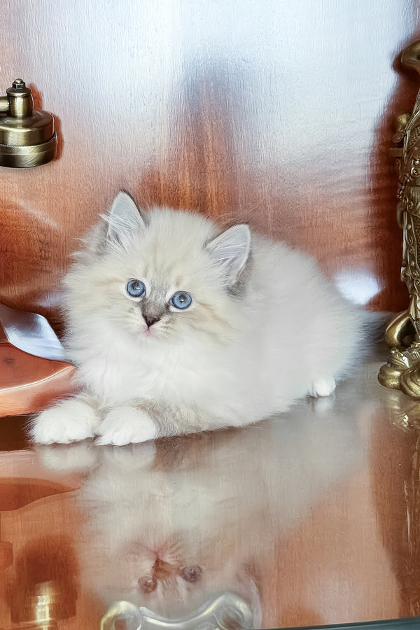 Moroshka | Siberian Kitten
