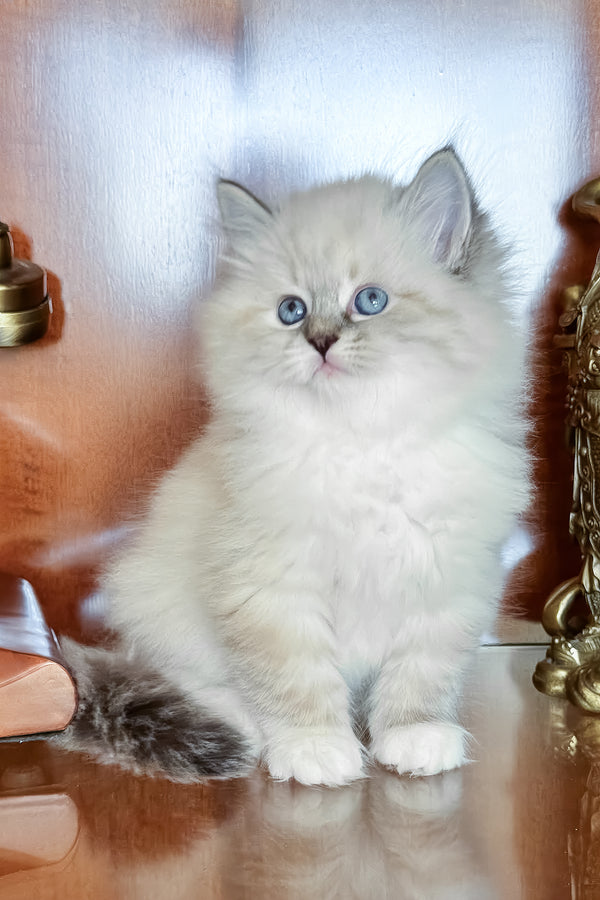 Moroshka | Siberian Kitten