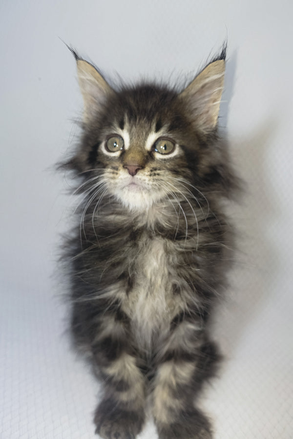 Murphy | Maine Coon Kitten