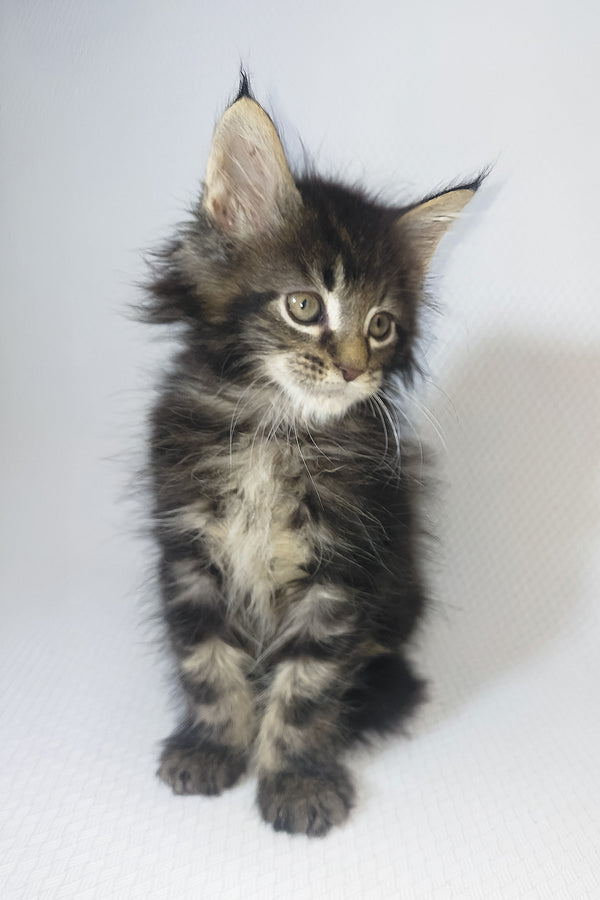 Murphy | Maine Coon Kitten