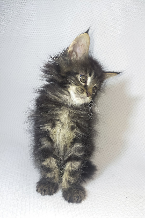 Murphy | Maine Coon Kitten