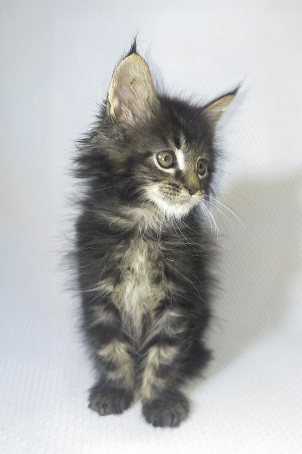 Murphy | Maine Coon Kitten