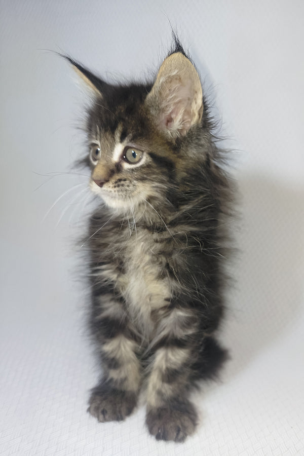 Murphy | Maine Coon Kitten
