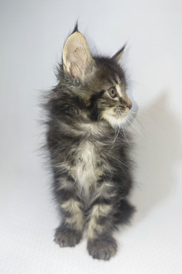 Murphy | Maine Coon Kitten