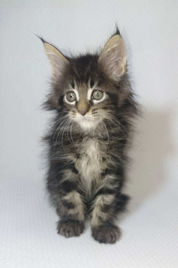 Murphy | Maine Coon Kitten