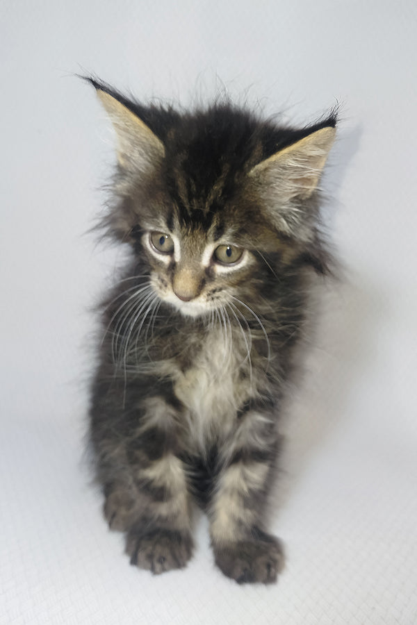 Murphy | Maine Coon Kitten