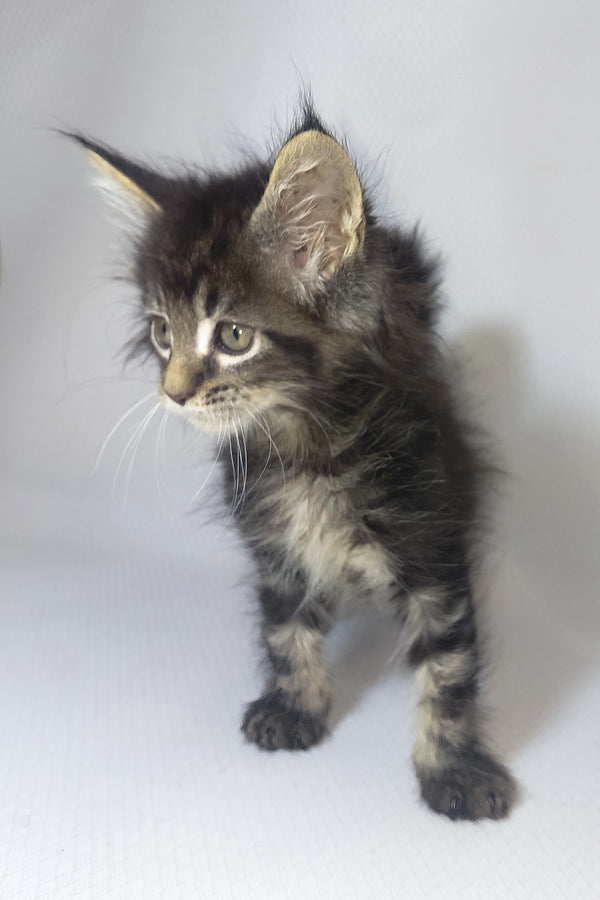 Murphy | Maine Coon Kitten