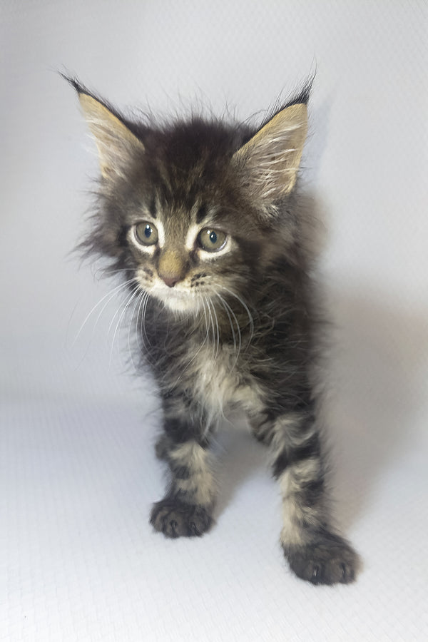 Murphy | Maine Coon Kitten
