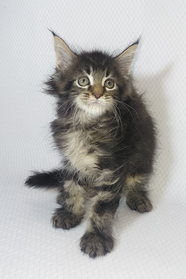 Murphy | Maine Coon Kitten