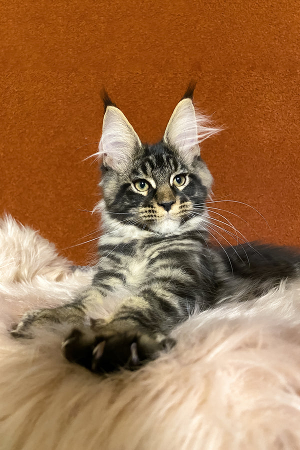 Norvis | Maine Coon Kitten