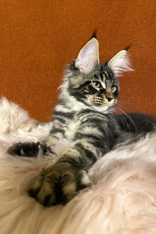 Norvis | Maine Coon Kitten