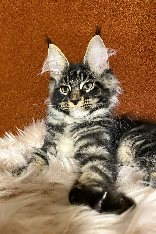 Norvis | Maine Coon Kitten