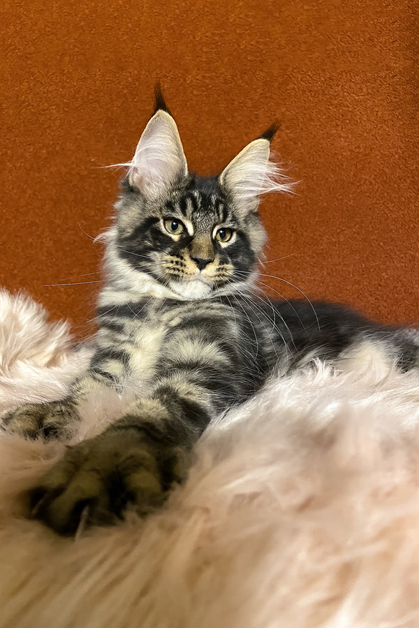 Norvis | Maine Coon Kitten