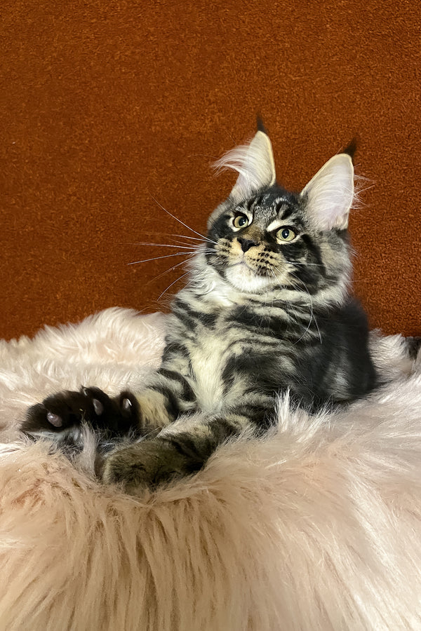 Norvis | Maine Coon Kitten