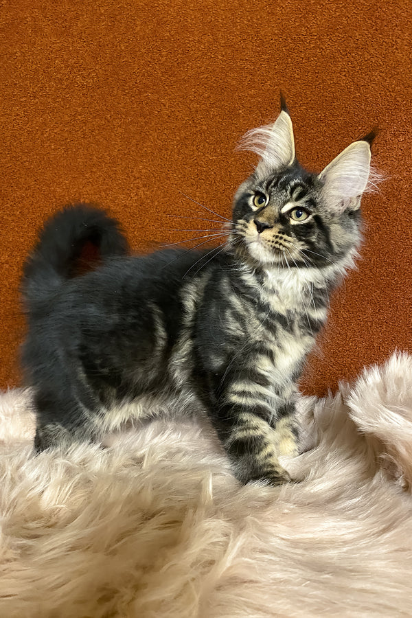Norvis | Maine Coon Kitten