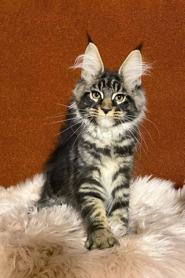 Norvis | Maine Coon Kitten