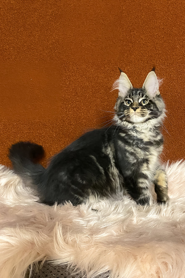 Norvis | Maine Coon Kitten