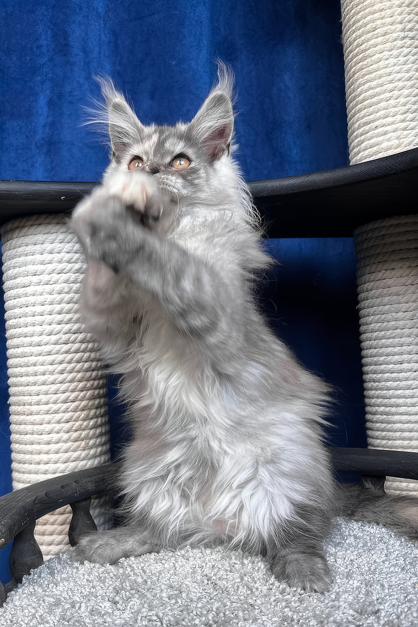 Nadin | Maine Coon Kitten
