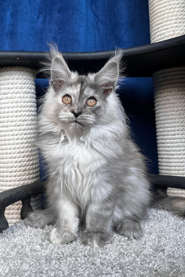 Nadin | Maine Coon Kitten
