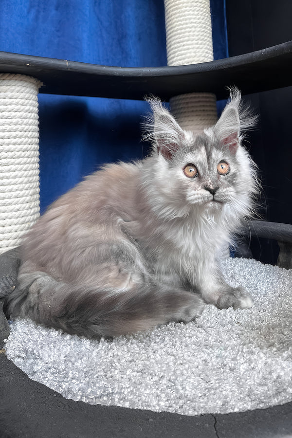 Nadin | Maine Coon Kitten