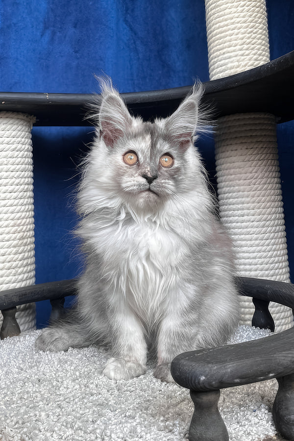 Nadin | Maine Coon Kitten