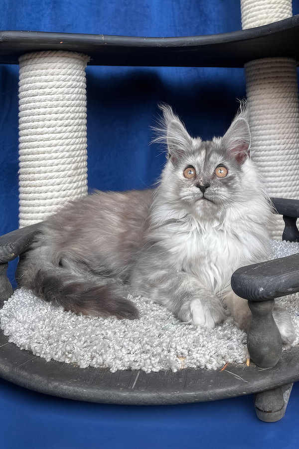 Nadin | Maine Coon Kitten