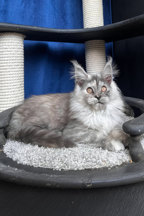 Nadin | Maine Coon Kitten