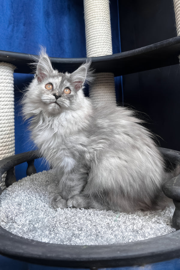 Nadin | Maine Coon Kitten