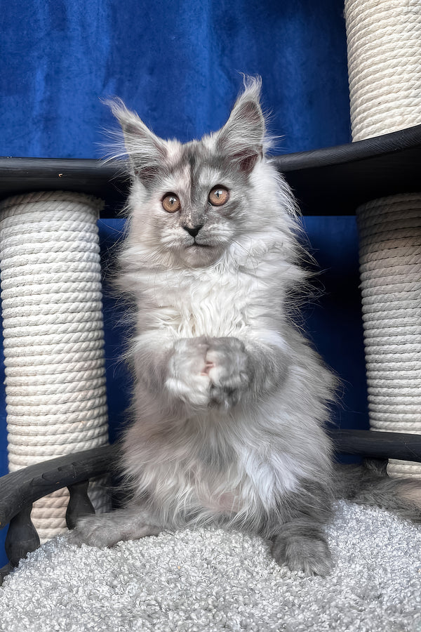 Nadin | Maine Coon Kitten