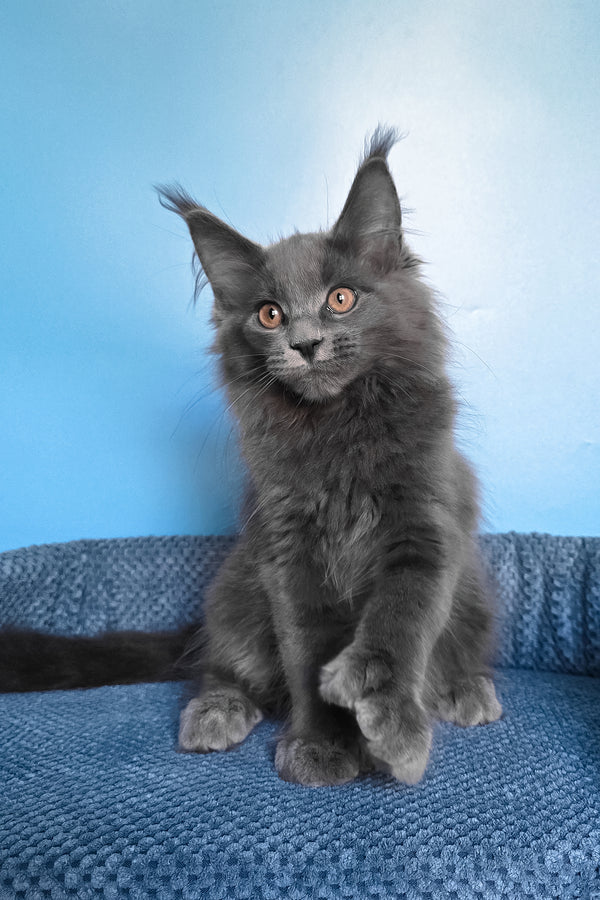 Nadir | Polydactyl Maine Coon