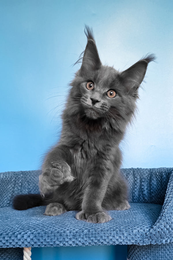 Nadir | Polydactyl Maine Coon